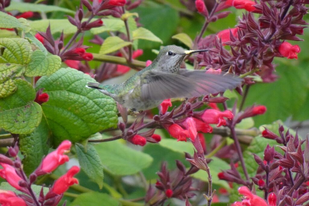 Dim the Lights to Save Birds AND Energy!